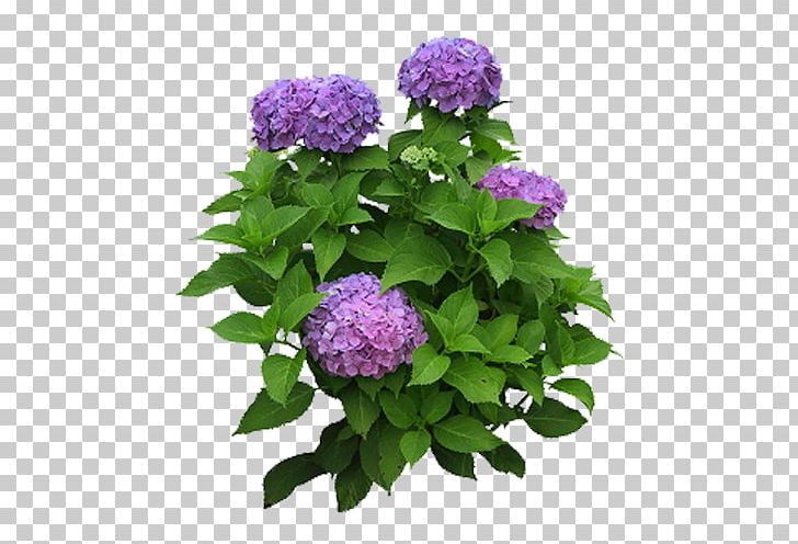 Flower Garden Flower Garden Hydrangea Shrub PNG, Clipart, Annual Plant, Bonsai, Bulb, Cornales, Cut Flowers Free PNG Download