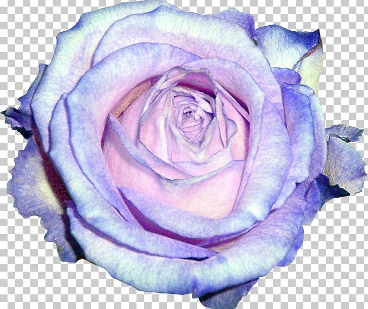 Garden Roses Blue Rose Violet Centifolia Roses PNG, Clipart, Blue, Blue Rose, Centifolia Roses, Cut Flowers, Floribunda Free PNG Download
