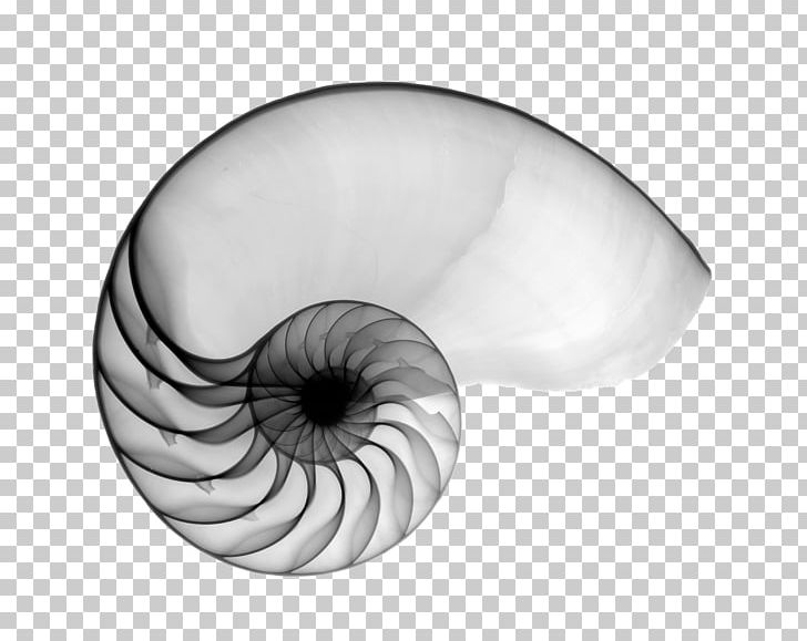 Nautilidae Seashell Mollusc Shell Chambered Nautilus X-ray PNG, Clipart, Ammonites, Animals, Black And White, Eye, Eyelash Free PNG Download
