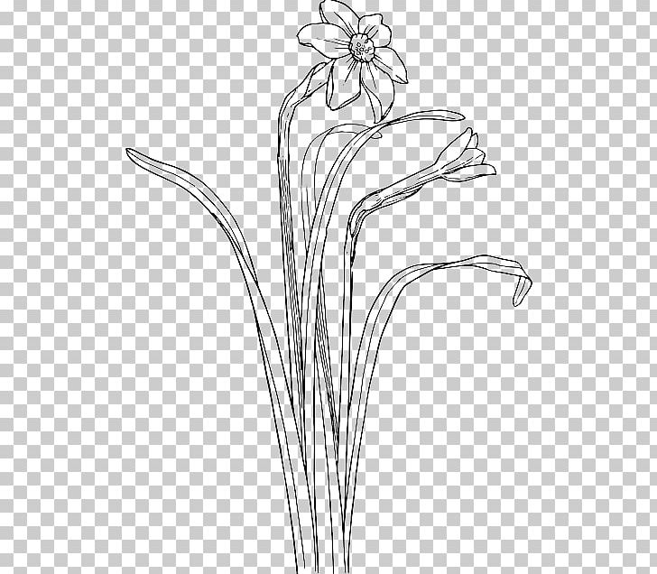 Plant Stem Daffodil Drawing Flower PNG, Clipart, Artwork, Black And White, Branch, Cut Flowers, Daffodil Free PNG Download