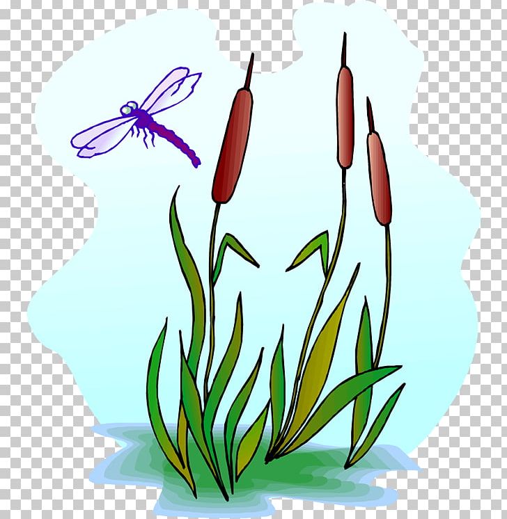 Scirpus Reed PNG, Clipart, Artwork, Bulrush, Cattail, Dragonfly, Drawing Free PNG Download