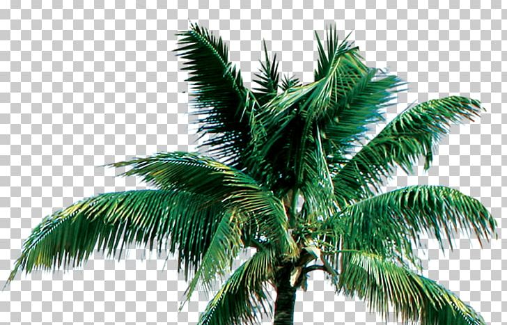 Tree Coconut Arecaceae PNG, Clipart, Arecaceae, Arecales, Attalea Speciosa, Christmas Tree, Coconut Free PNG Download