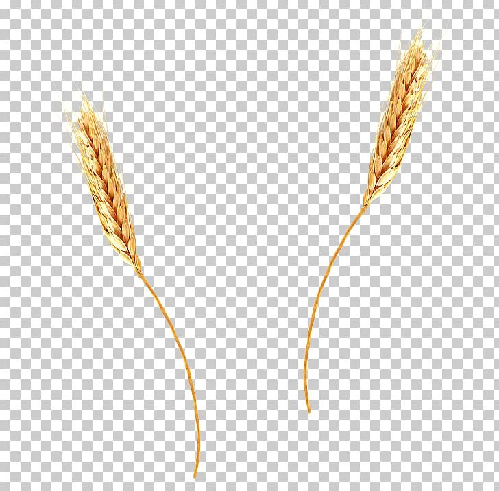 Wheat Grain PNG, Clipart, Agriculture, Barley, Cereal, Commodity, Common Wheat Free PNG Download