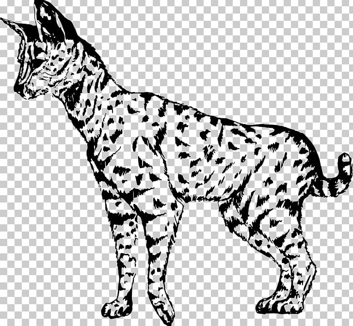 Whiskers Wildcat Domestic Short-haired Cat Savannah Cat PNG, Clipart, African, Anim, Animals, Big Cats, Black Free PNG Download