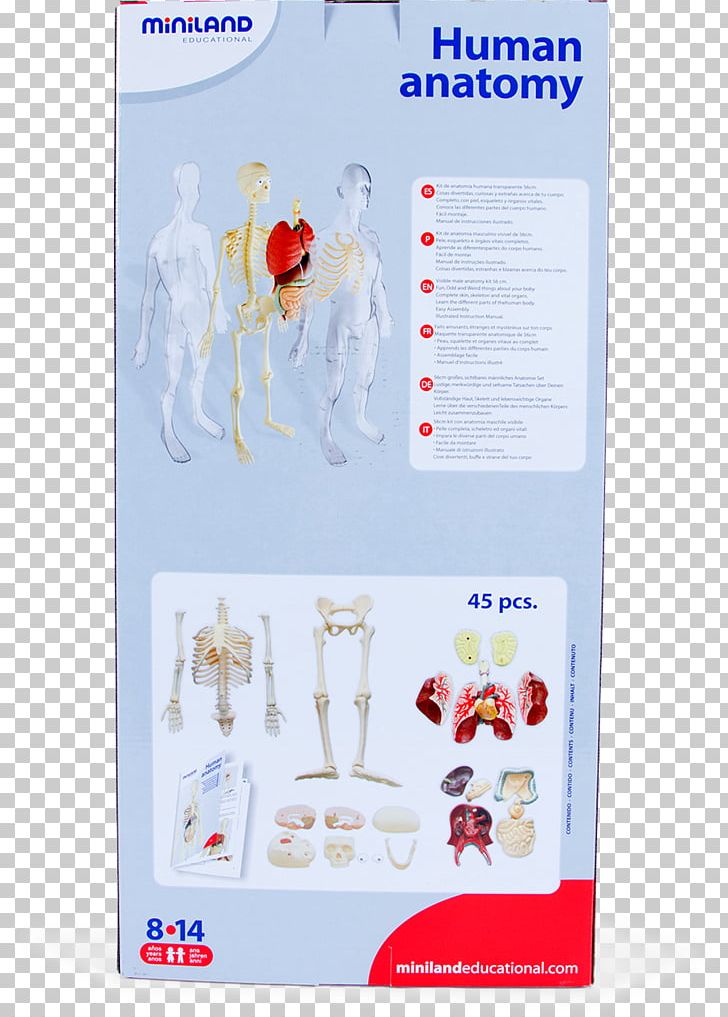 Human Anatomy Human Skeleton Homo Sapiens Organism PNG, Clipart, Anatomy, Centimeter, Education, Game, Homo Sapiens Free PNG Download