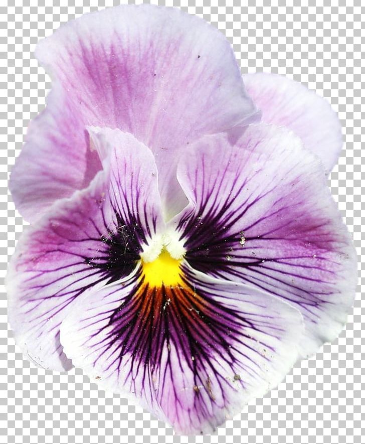Pansy Violet PNG, Clipart, Flower, Flowering Plant, Nature, Pansy, Petal Free PNG Download