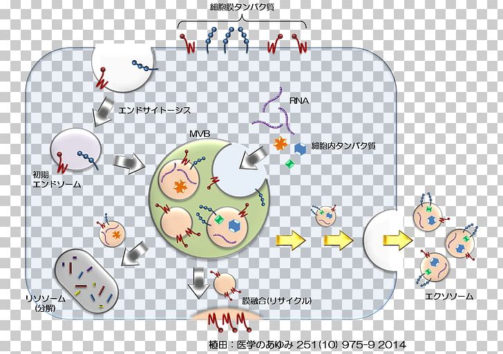 Post-translational Modification Glycan Exosome Protein Cancer PNG, Clipart, Area, Bird, Border, Brand, Cancer Free PNG Download