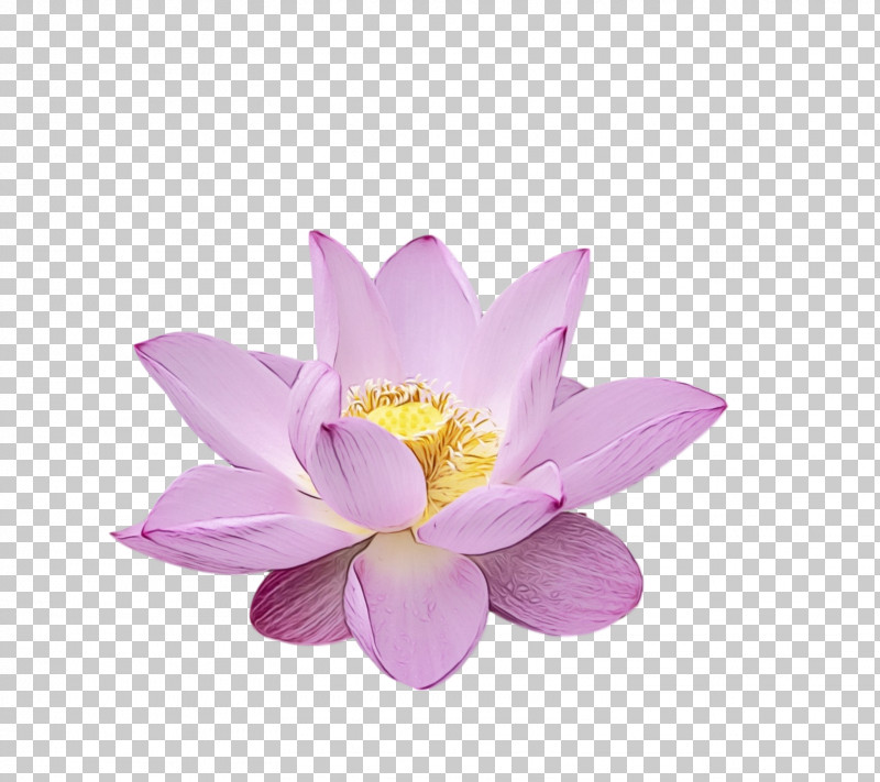 Sacred Lotus Purple Lotus-m PNG, Clipart, Lotus Flower, Lotusm, Paint, Purple, Sacred Lotus Free PNG Download