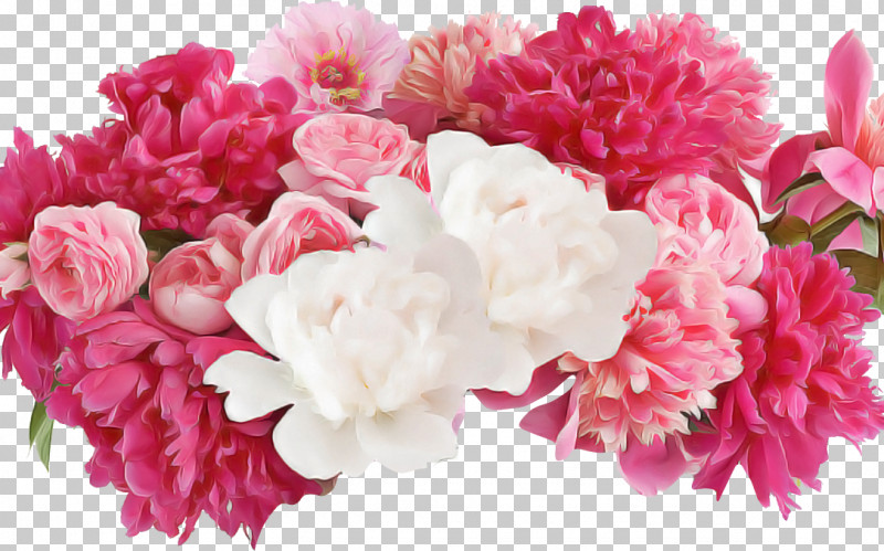 Flower Pink Cut Flowers Petal Plant PNG, Clipart, Carnation, Chinese Peony, Common Peony, Cut Flowers, Flower Free PNG Download