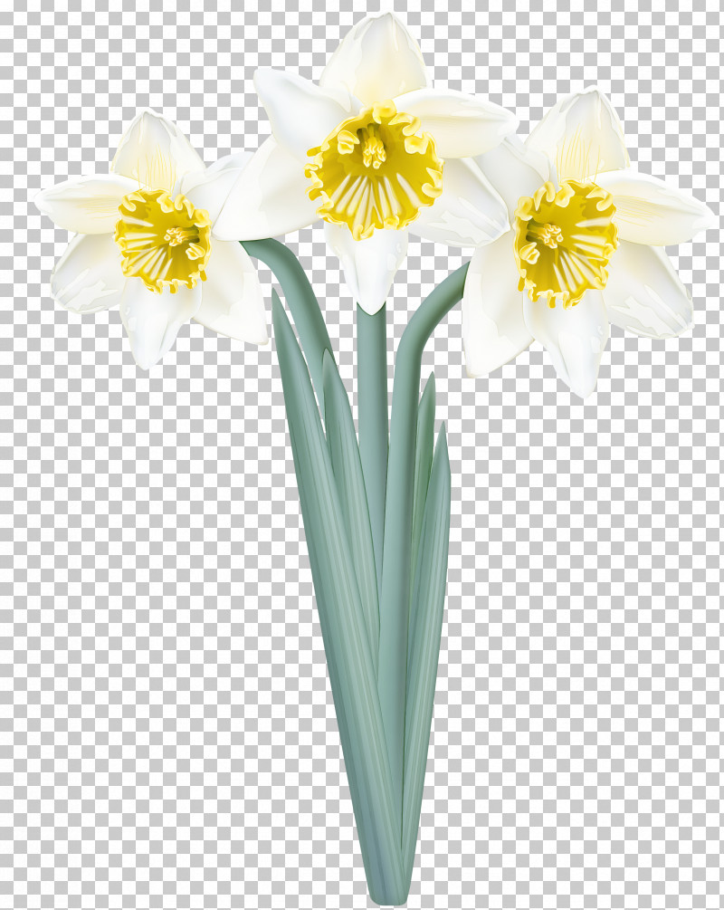 Flower Yellow Narcissus Plant Petal PNG, Clipart, Amaryllis Family, Cut Flowers, Flower, Narcissus, Paperwhite Free PNG Download