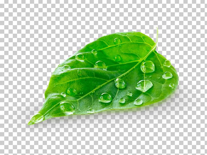 Green Leaf PNG, Clipart, Blue, Business, Color, Fotolia, Green Free PNG Download