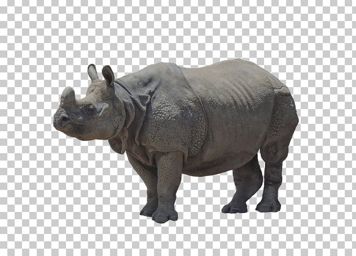 Javan Rhinoceros Brontotherium Megacerops PNG, Clipart, Animal, Animal Figure, Animals, Black Rhinoceros, Brontotheriidae Free PNG Download