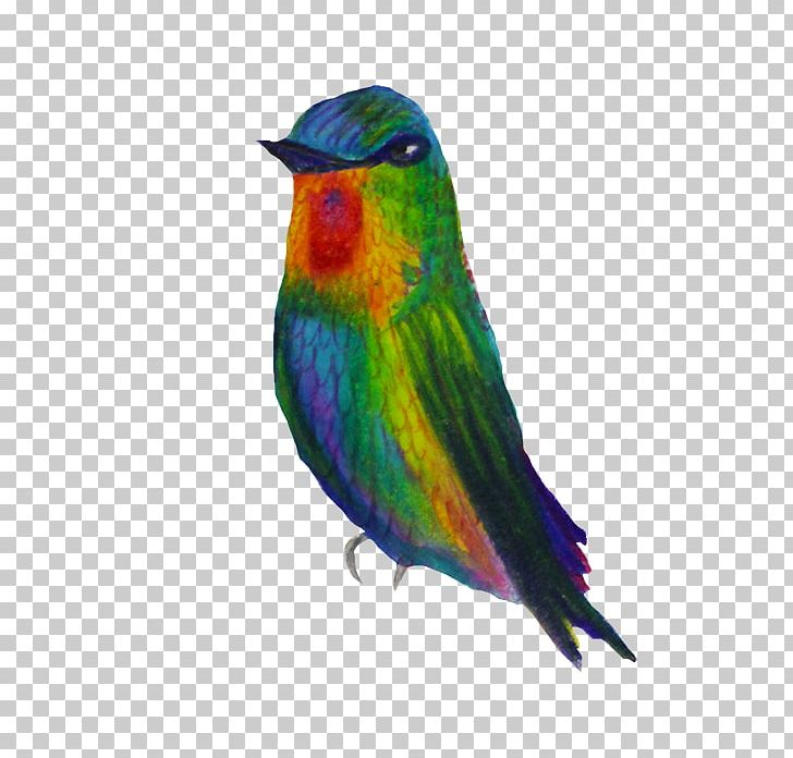 Parakeet Finches Feather Beak Fauna PNG, Clipart, Animals, Beak, Bird, Bird Of Paradise, Fauna Free PNG Download