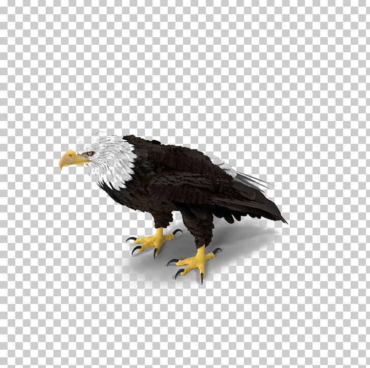 Bald Eagle PNG, Clipart, Accipitriformes, Adobe Illustrator, Animals, Bald, Bald Eagle Free PNG Download