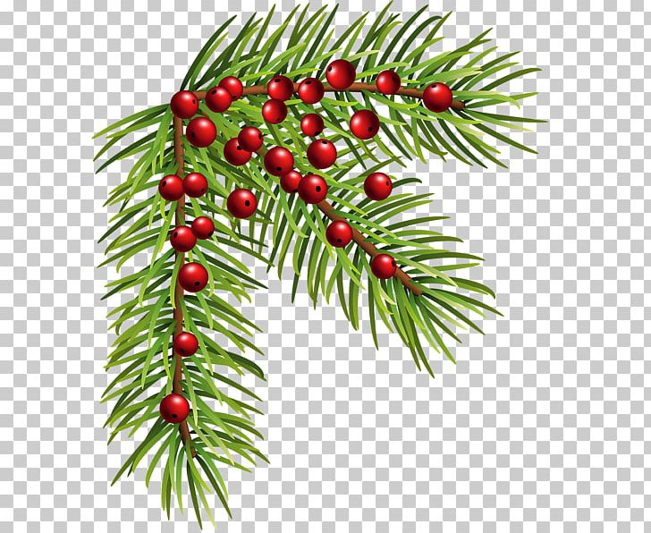 Christmas Ornament Conifer Cone PNG, Clipart, Aquifoliaceae, Branch, Christmas, Christmas Decoration, Christmas Ornament Free PNG Download