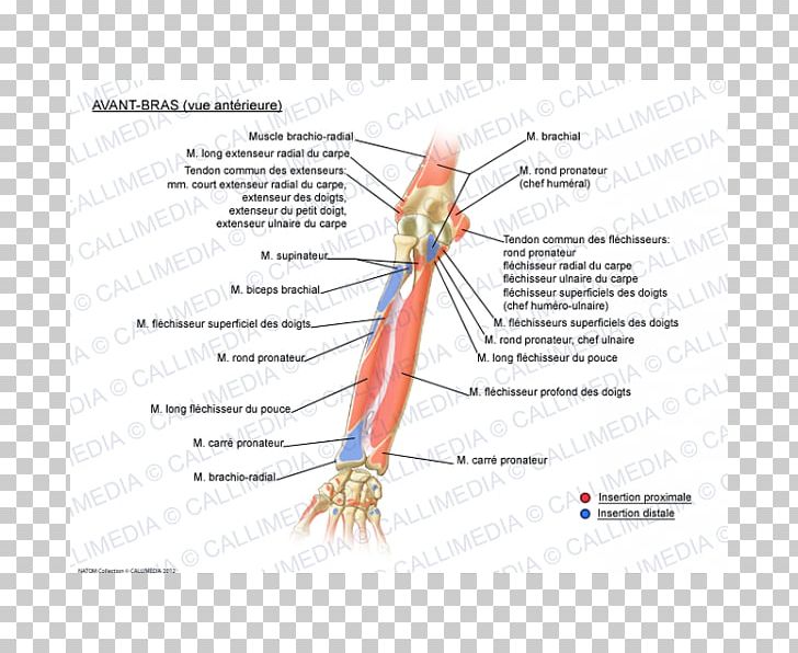 Forearm Extensor Carpi Radialis Brevis Muscle Muscular System Extensor Digitorum Muscle PNG, Clipart, Anatomy, Angle, Area, Arm, Carpal Bones Free PNG Download