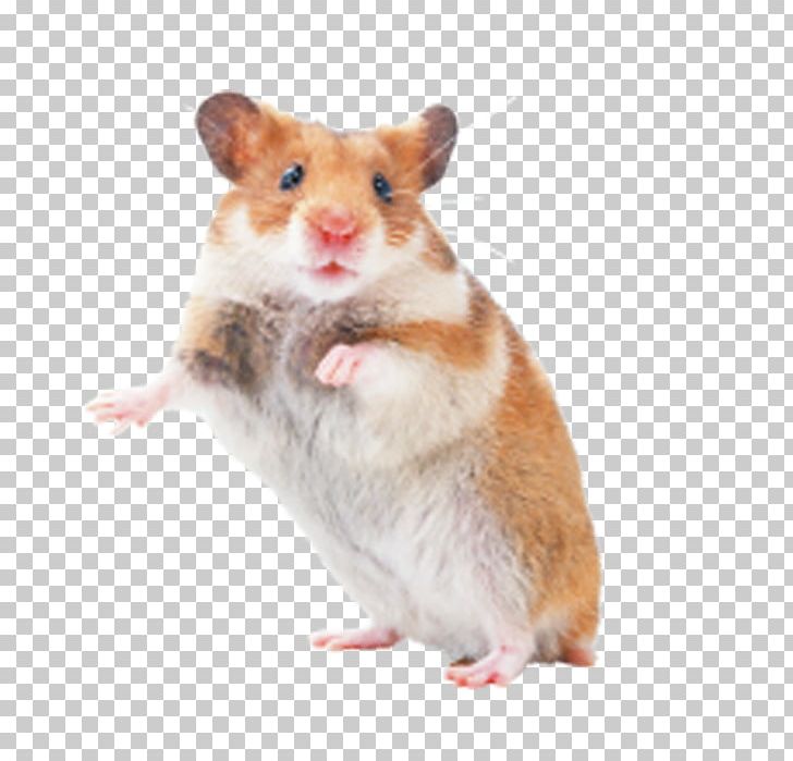 Hamster Rat Mouse Rodent Pet PNG, Clipart, Animals, Cage, Cat, Dog, Fancy Rat Free PNG Download