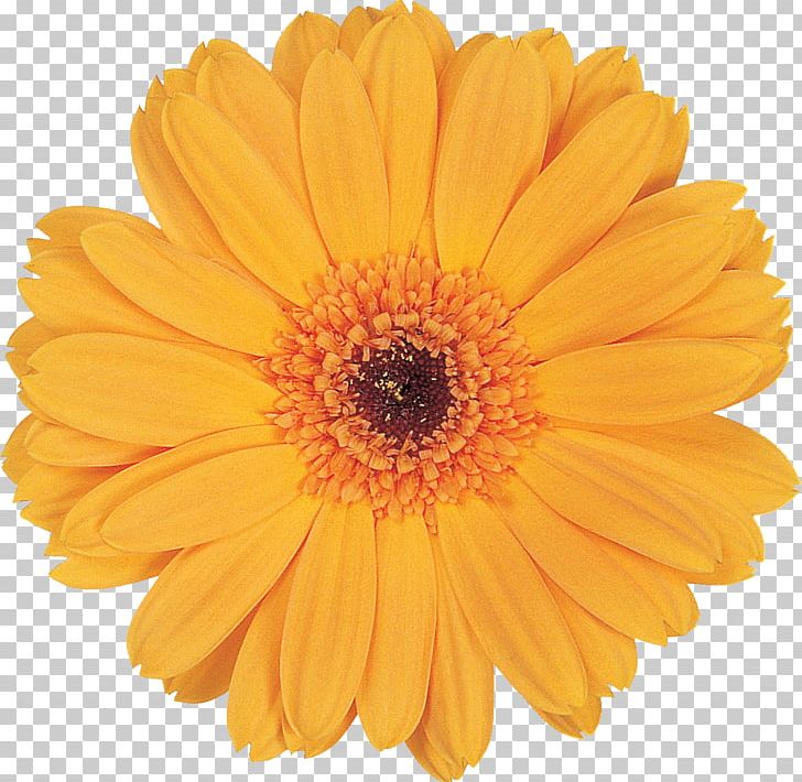 Marigold Flower Calendula Officinalis PNG, Clipart, Calendula, Chrysanthemum, Chrysanths, Cut Flowers, Daisy Family Free PNG Download