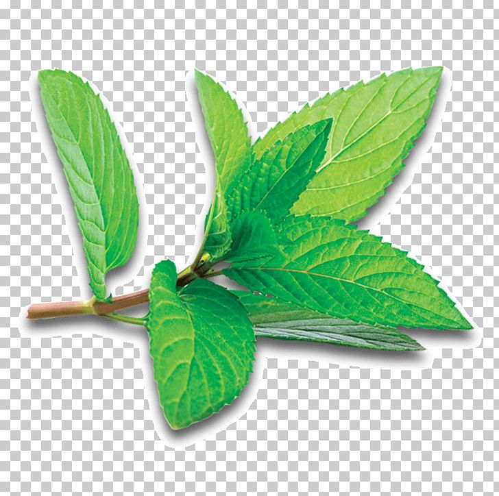 Peppermint Photography Buchu PNG, Clipart, Basil, Buchu, Download, Food, Herb Free PNG Download