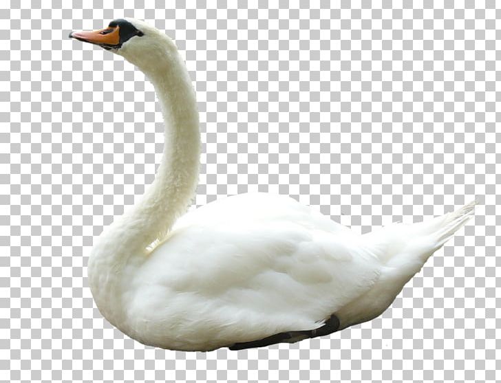 Cygnini Goose PNG, Clipart, Animals, Background White, Beak, Bird, Black White Free PNG Download