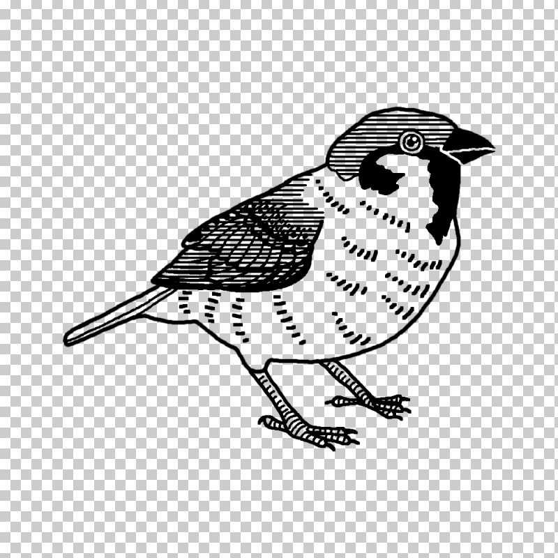 Feather PNG, Clipart, Beak, Biology, Bird Of Prey, Birds, Cartoon Free PNG Download