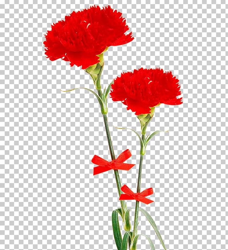 Portable Network Graphics Digital Carnation Photography PNG, Clipart, Annual Plant, Carnation, Clove, Cut Flowers, Data Compression Free PNG Download
