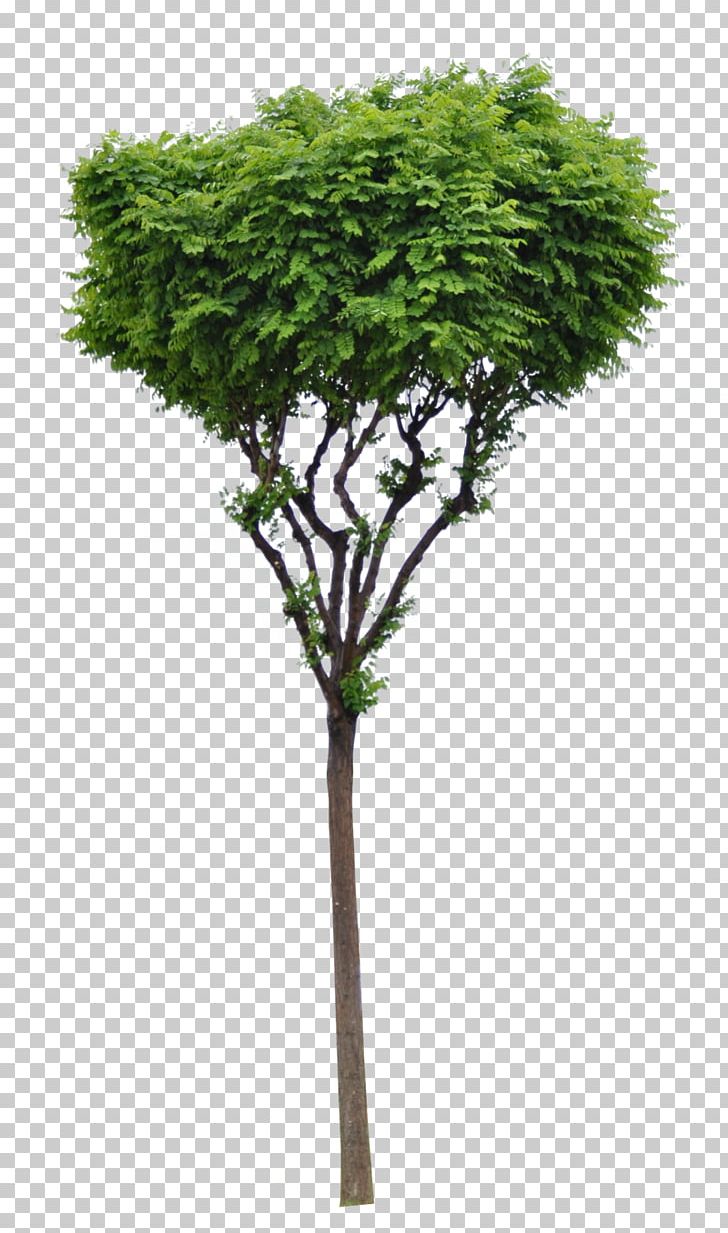 Tree Woody Plant Evergreen Branch PNG, Clipart, Branch, Conifers, Evergreen, Flowerpot, Fruit Tree Free PNG Download