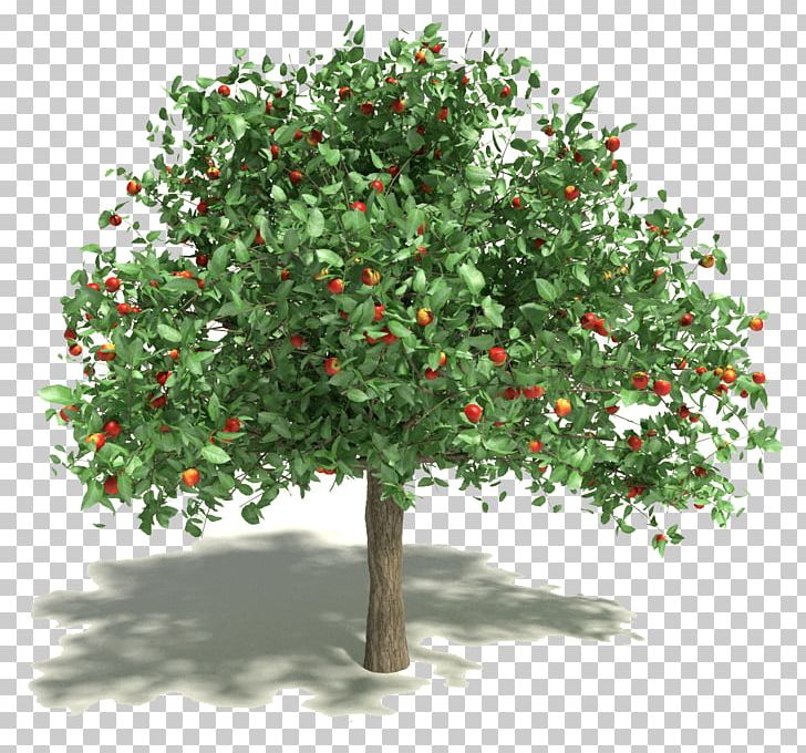 Apple Fruit Tree 3D Modeling 3D Computer Graphics PNG, Clipart, 3d Computer Graphics, 3d Modeling, Animation, Apple, Branch Free PNG Download