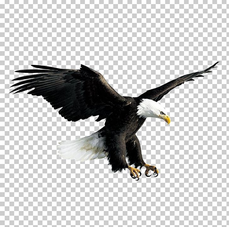 Bald Eagle Hawk Falconiformes PNG, Clipart, Accipitriformes, Animal, Animals, Bald Eagle, Beak Free PNG Download