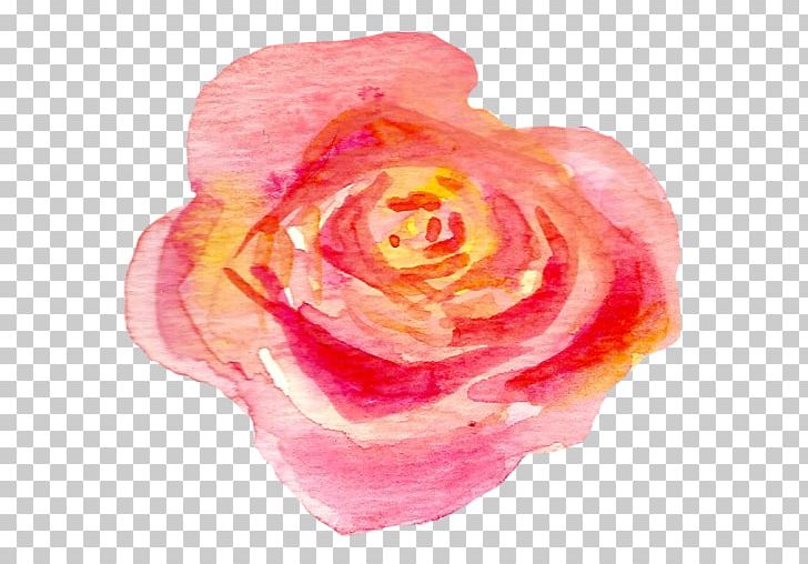 Garden Roses Centifolia Roses Petal Pink M Close-up PNG, Clipart, Centifolia Roses, Closeup, Closeup, Field Guide, Flower Free PNG Download
