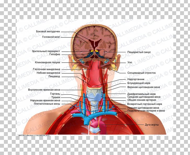 Human Anatomy Head Neck Human Body PNG, Clipart, Anatomy, Blood Vessel, Diagram, Ear, Finger Free PNG Download