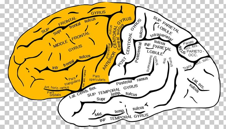 Inferior Frontal Gyrus Superior Frontal Gyrus Frontal Lobe Middle Frontal Gyrus PNG, Clipart, Angular Gyrus, Area, Brain, Cerebrum, Hand Free PNG Download