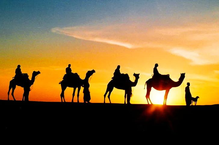 Jaisalmer Jaipur Jodhpur Pushkar Camel Safari PNG, Clipart, Animals, Arabian Camel, Bikaner, Camel, Camel Like Mammal Free PNG Download