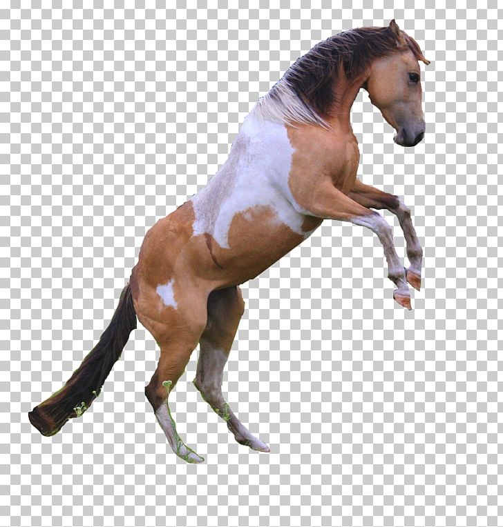 Mustang American Paint Horse Appaloosa Akhal-Teke Stallion PNG, Clipart, American Paint Horse, Animal, Animal Figure, Appaloosa, Bit Free PNG Download