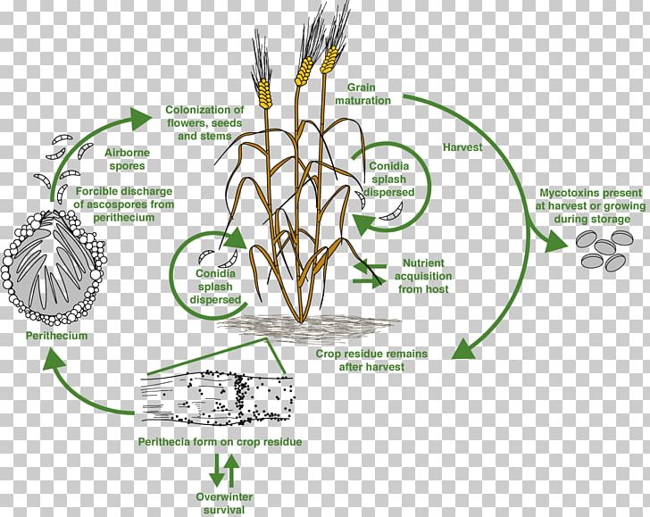T-2 Mycotoxin Trichothecene Food Chain PNG, Clipart, Area, Commodity, Diagram, Flora, Flower Free PNG Download