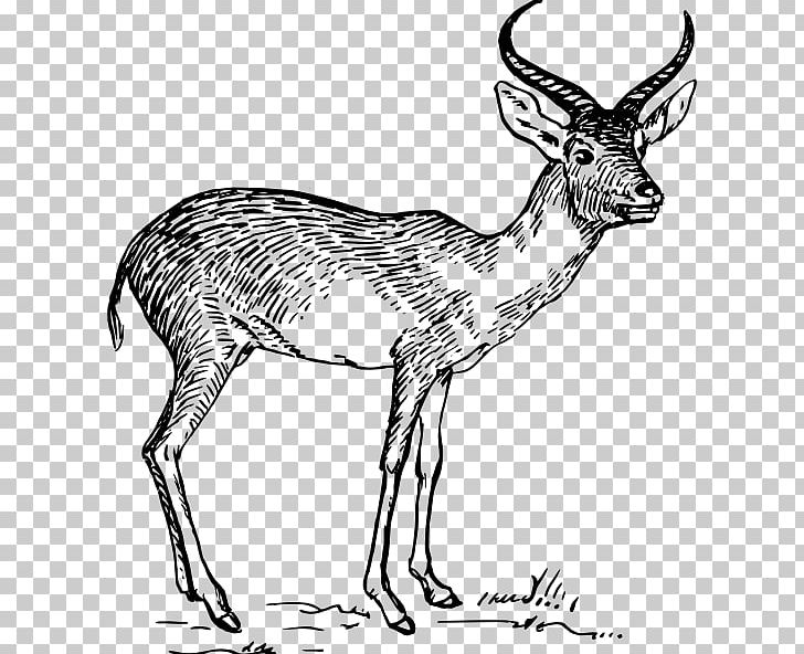 Pronghorn Antelope Impala Common Eland PNG, Clipart, Animal Figure, Antelope, Antler, Black And White, Bohor Reedbuck Free PNG Download