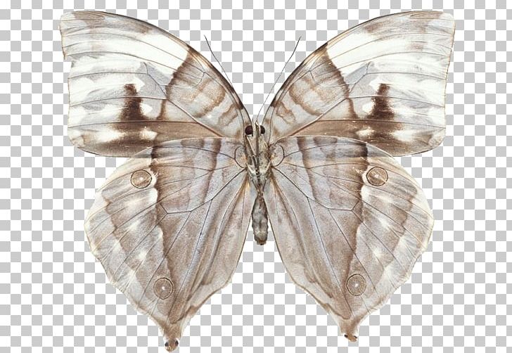 Swallowtail Butterfly Greta Oto Insect PNG, Clipart, Arthropod, Brush Footed Butterfly, Butterflies, Insects, Kallima Inachus Free PNG Download