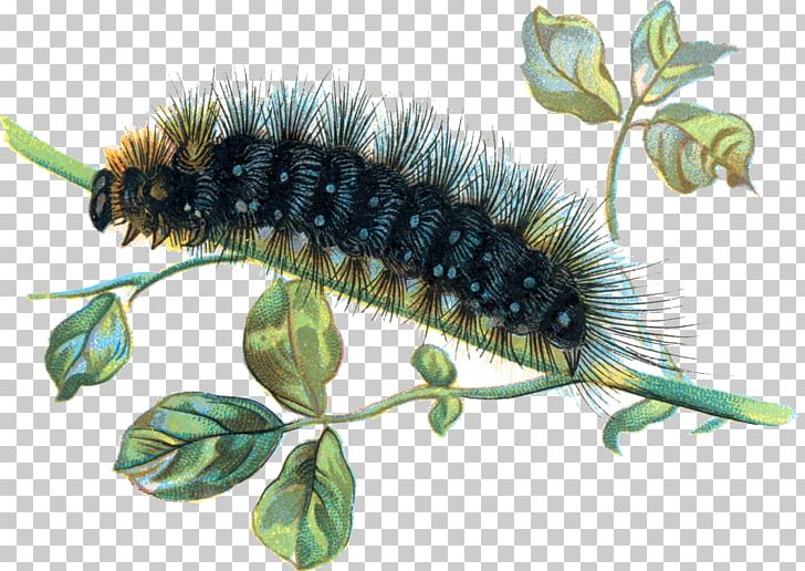 The Very Hungry Caterpillar Butterfly PNG, Clipart, Arctia, Arthropod, Butterfly, Caterpillar, Clip Free PNG Download