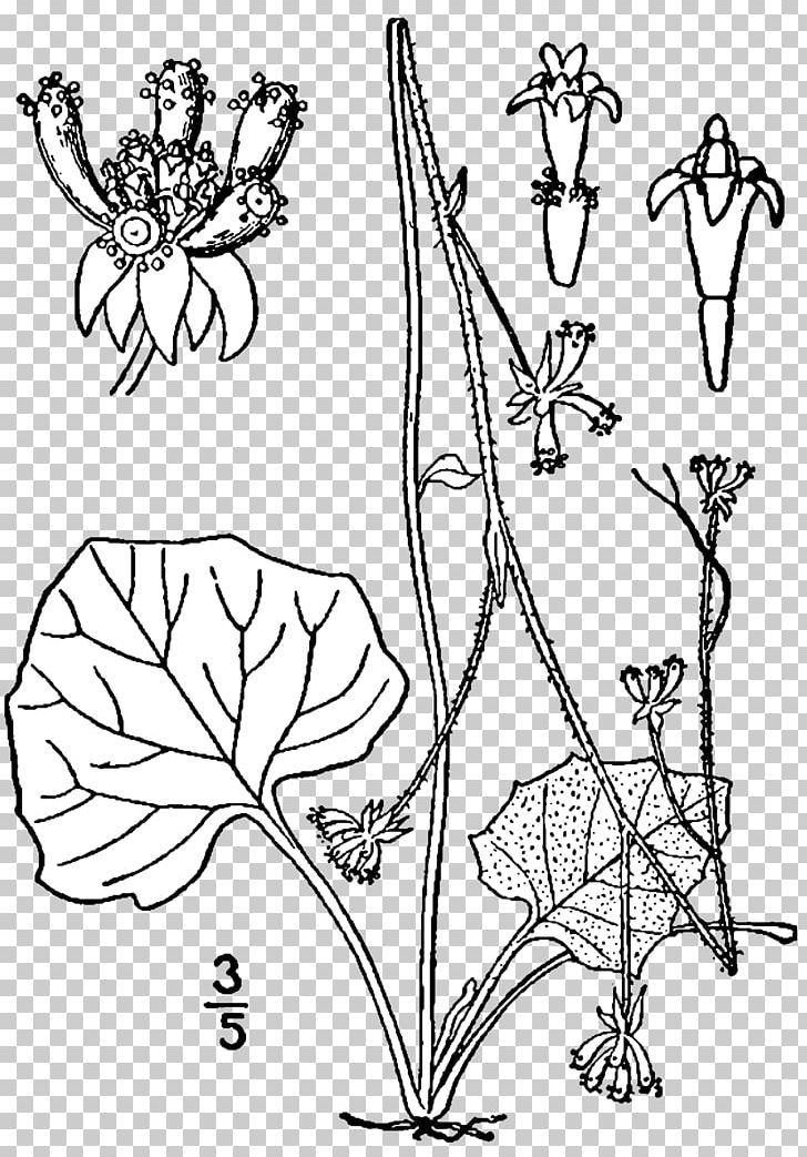Adenocaulon Bicolor Flowering Plant Magnoliopsida Aconitum Noveboracense PNG, Clipart, Adenocaulon Bicolor, Art, Asterales, Black And White, Branch Free PNG Download
