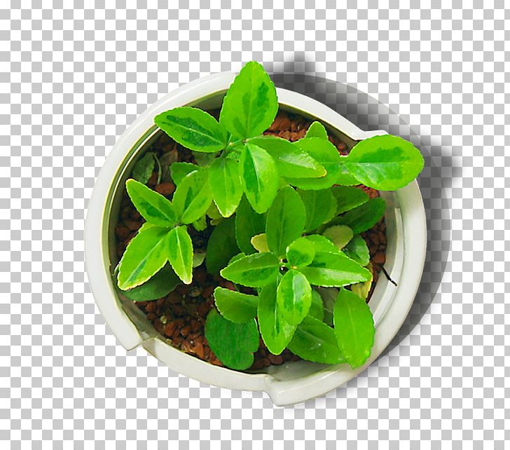 Buan Puli PNG, Clipart, Background Green, Basil, Buan, Download, Encapsulated Postscript Free PNG Download