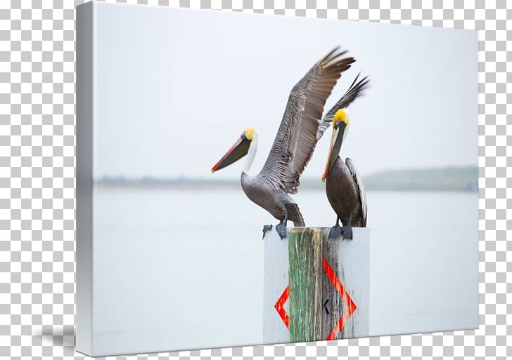 Beak Seabird PNG, Clipart, Art, Beak, Bird, Fauna, Pelican Watercolor Free PNG Download