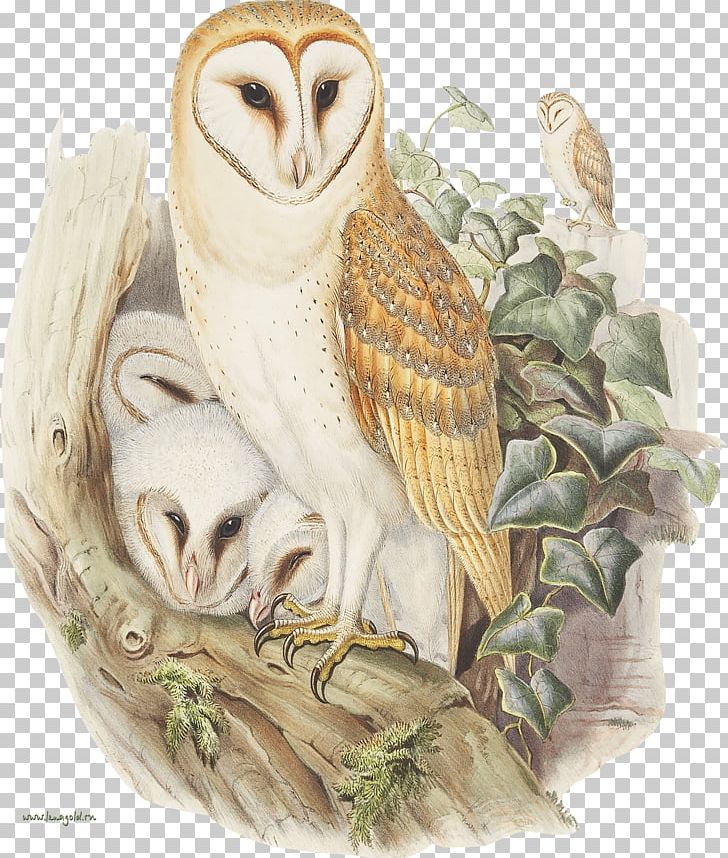 Owl The Birds Of Australia John Gould's Birds Of Great Britain PNG, Clipart, Animals, Artist, Barn Owl, Beak, Bird Free PNG Download