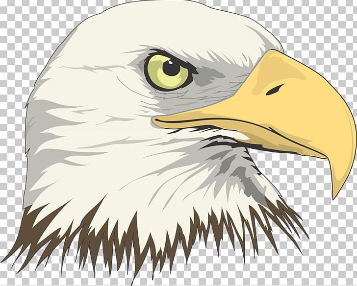 Bald Eagle Drawing Art PNG, Clipart, Accipitriformes, Animals, Art, Artist, Art Museum Free PNG Download