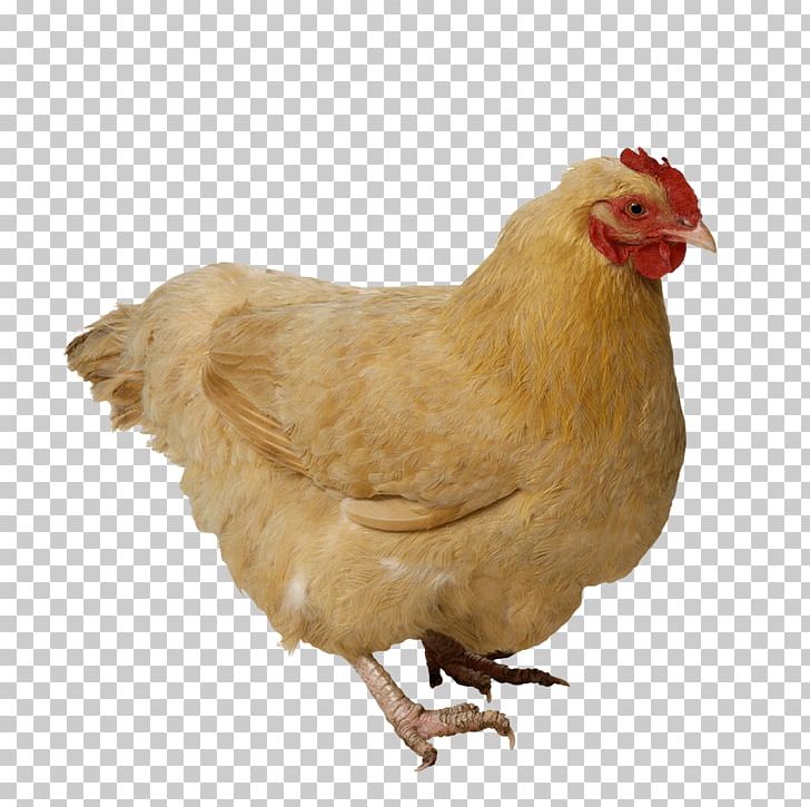 Crispy Fried Chicken Chicken Curry Kadaknath Chicken As Food Poultry PNG, Clipart, Animal, Beak, Bird, Broiler, Chicken Free PNG Download