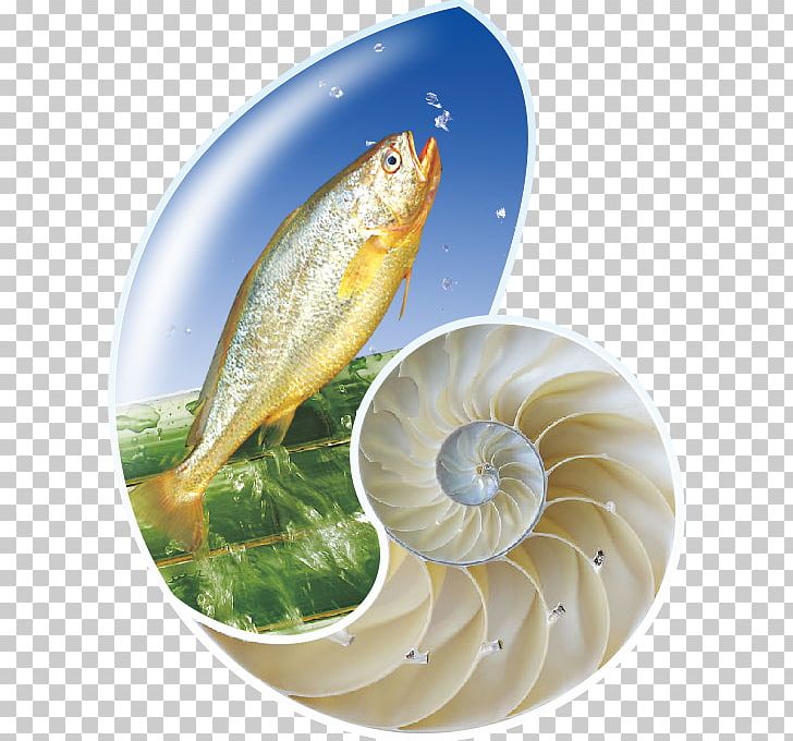 Fish As Food Fish Products PNG, Clipart, Aquatic, Aquatic Product, Cartoon Conch, Conch, Conchs Free PNG Download