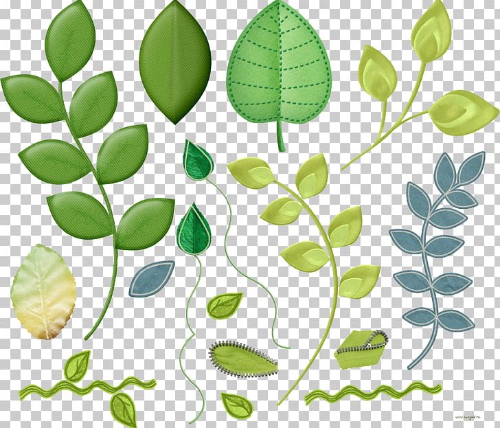 Leaf Plant Stem PNG, Clipart, Branch, Fruit, Green, Green Leaf, Leaf Free PNG Download