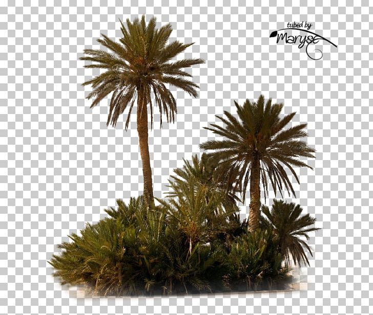 PlayStation Portable Asian Palmyra Palm Tree PNG, Clipart, 26 May, Arecales, Asian Palmyra Palm, Borassus Flabellifer, Date Palm Free PNG Download