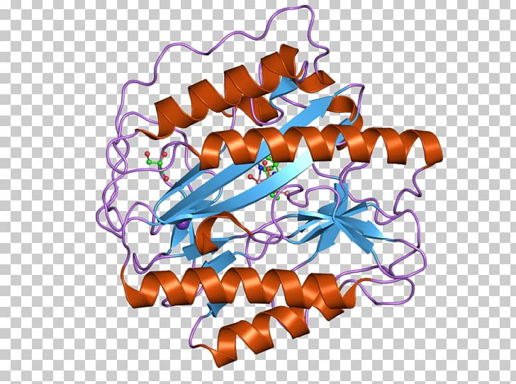 Aminopeptidase METAP1 Methionine Enzyme Protein PNG, Clipart,  Free PNG Download