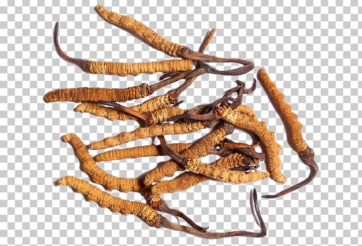 Caterpillar Fungus Cordyceps Traditional Chinese Medicine Soc Trang Province Disease PNG, Clipart, Blood Pressure, Blood Sugar, Cao, Caterpillar Fungus, Cordyceps Free PNG Download