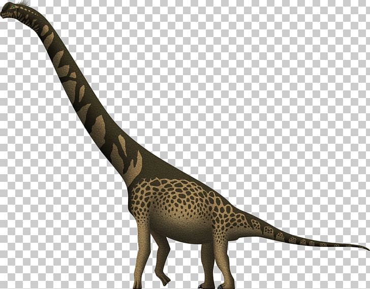 Cedarosaurus Giraffe Brachiosaurus Giraffatitan Barremian PNG, Clipart, Animals, Austrosaurus, Barremian, Brachiosaurus, Cedarosaurus Free PNG Download